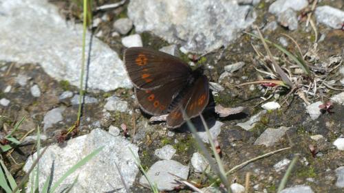Réf. 362 095 : Erebia alberganus